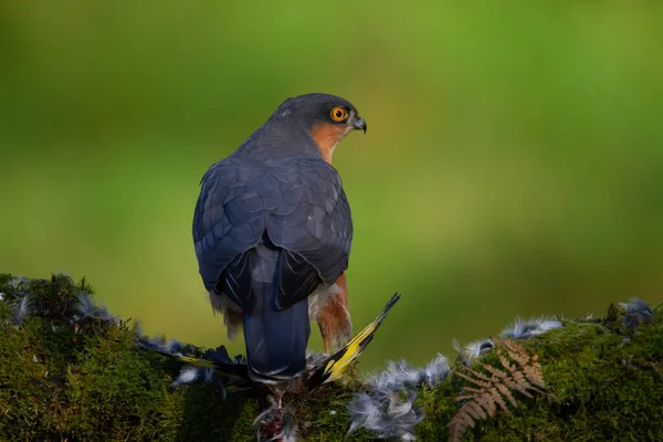 Sparrowhawk Accipiter Nisus Сидів Стовпі Здобиччю Шотландія Велика Британія — стокове фото