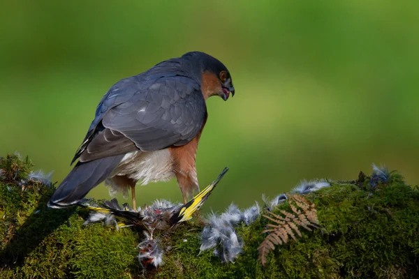 Sparrowhawk Accipiter Nisus Сидів Стовпі Здобиччю Шотландія Велика Британія — стокове фото