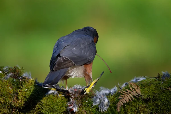 Atmaca Accipiter Nisus Ile Birlikte Bir Toplama Direğinde Oturmaktadır Skoçya — Stok fotoğraf