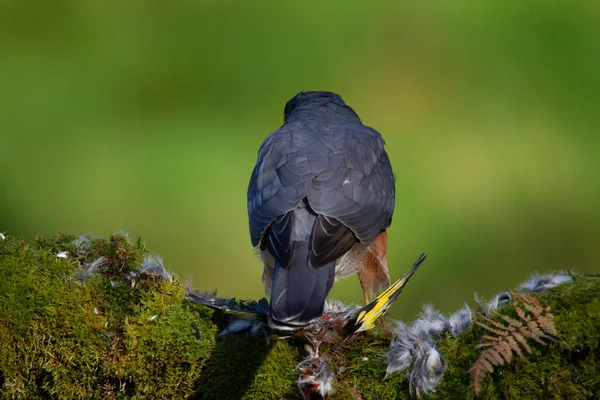 Sparrowhawk Accipiter Nisus Perched Sitting Plucking Post Prey Scotland — Stock Photo, Image