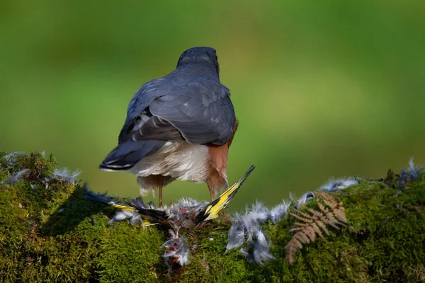 Sparrowhawk Accipiter Nisus Empoleirado Sentado Poste Arrancando Com Presas Escócia — Fotografia de Stock