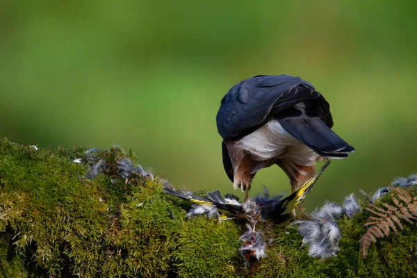 Krogulec Accipiter Nisus Siedzący Słupku Ofiarą Szkocja Zjednoczone Królestwo — Zdjęcie stockowe