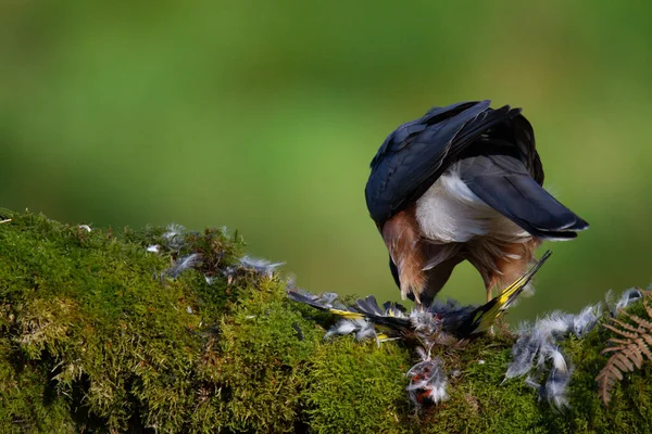 Sperber Accipiter Nisus Hockt Auf Einem Pfahl Mit Beute Schottland — Stockfoto