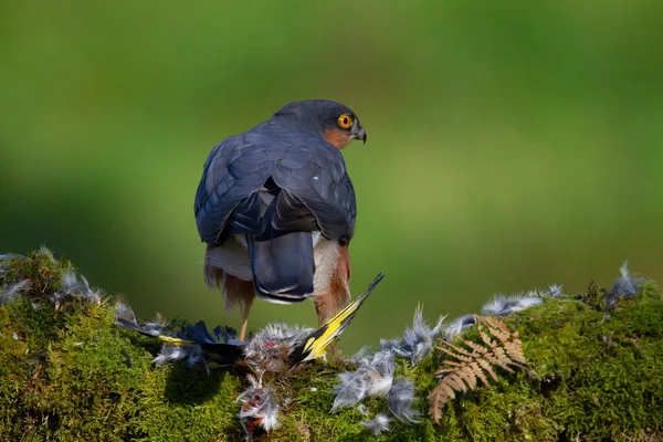 스파르타 Accipiter Nisus 낚싯대에 먹이와 스코틀랜드 — 스톡 사진