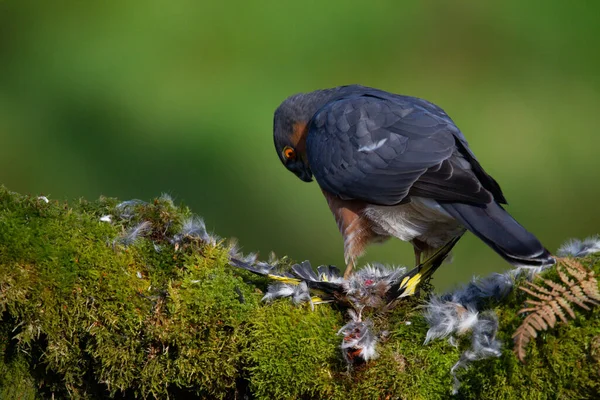 Gavilán Accipiter Nisus Posado Sentado Poste Desplumamiento Con Presa Escocia — Foto de Stock