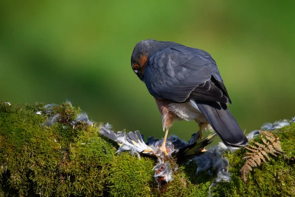 Sparvhök Accipiter Nisus Sittande Plockstolpe Med Bytesdjur Skottland Förenade Kungariket — Stockfoto