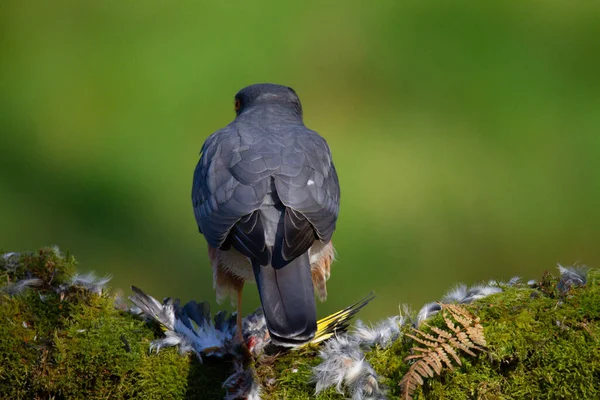 Sperber Accipiter Nisus Hockt Auf Einem Pfahl Mit Beute Schottland — Stockfoto