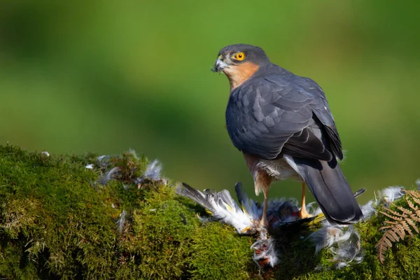 Sparrowhawk Accipiter Nisus Empoleirado Sentado Poste Arrancando Com Presas Escócia — Fotografia de Stock