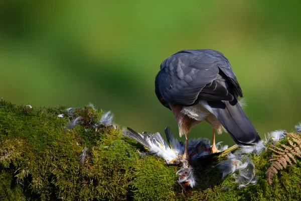 Sparrowhawk Accipiter Nisus Empoleirado Sentado Poste Arrancando Com Presas Escócia — Fotografia de Stock