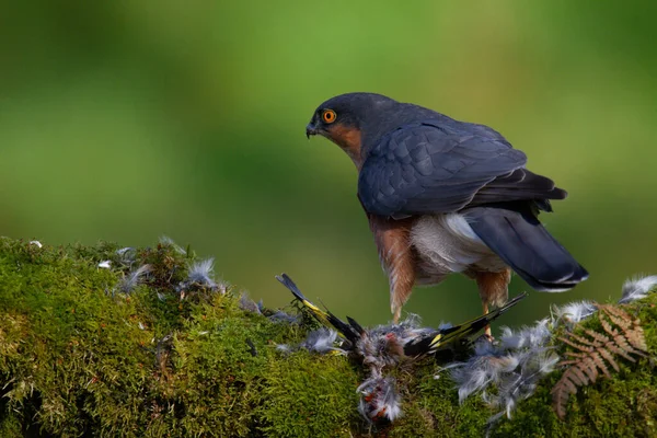 Sparrowhawk Accipiter Nisus Aki Egy Ragadozó Kapun Ült Skócia Egyesült — Stock Fotó