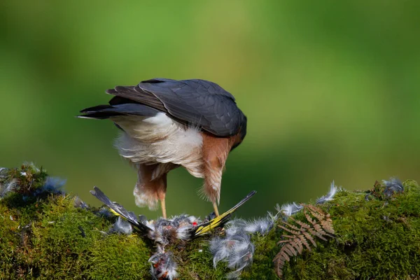 Sperber Accipiter Nisus Hockt Auf Einem Pfahl Mit Beute Schottland — Stockfoto