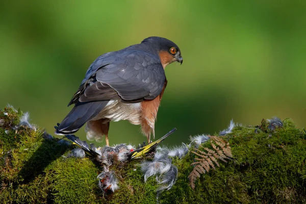 Sparrowhawk Accipiter Nisus Сидів Стовпі Здобиччю Шотландія Велика Британія — стокове фото