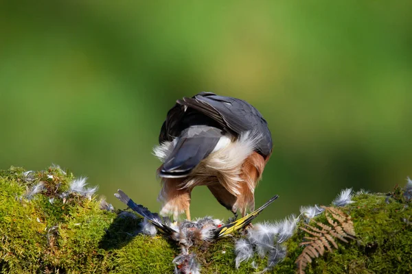 Sparrowhawk Accipiter Nisus Aki Egy Ragadozó Kapun Ült Skócia Egyesült — Stock Fotó