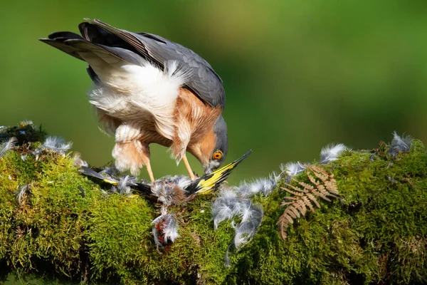 Sparrowhawk Accipiter Nisus Сидя Щипцовом Столбе Добычей Шотландия Великобритания — стоковое фото