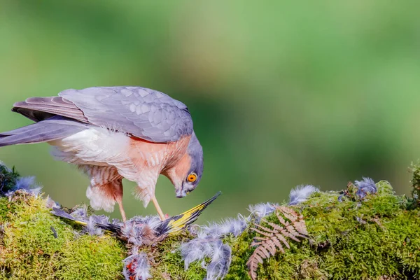 스파르타 Accipiter Nisus 낚싯대에 먹이와 스코틀랜드 — 스톡 사진