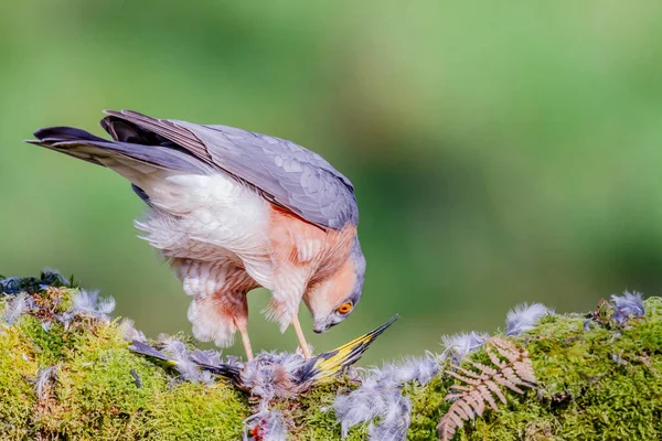 스파르타 Accipiter Nisus 낚싯대에 먹이와 스코틀랜드 — 스톡 사진