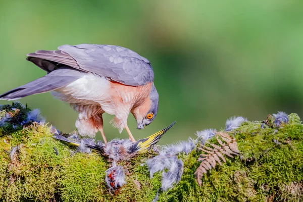 Krahujec Accipiter Nisus Sedící Trhaném Kůlu Kořistí Scotland — Stock fotografie