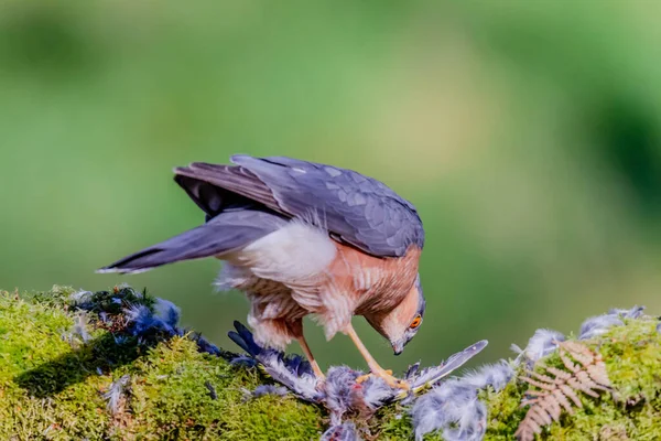 Krogulec Accipiter Nisus Siedzący Słupku Ofiarą Szkocja Zjednoczone Królestwo — Zdjęcie stockowe