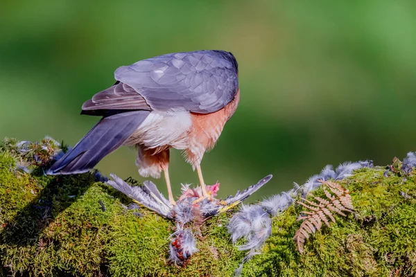 Épervier Accipiter Nisus Perché Assis Sur Piquet Avec Des Proies — Photo