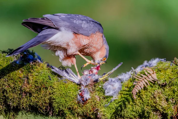 Krogulec Accipiter Nisus Siedzący Słupku Ofiarą Szkocja Zjednoczone Królestwo — Zdjęcie stockowe