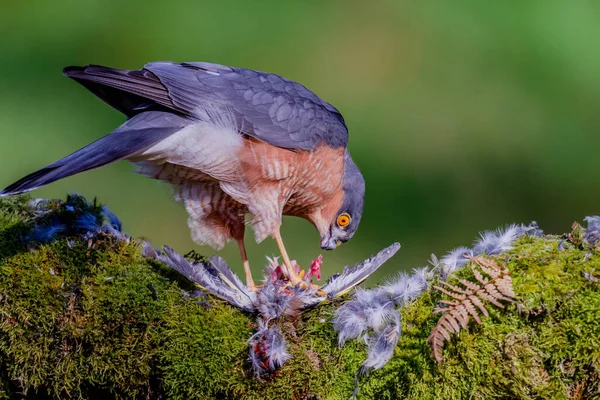 Sparvhök Accipiter Nisus Sittande Plockstolpe Med Bytesdjur Skottland Förenade Kungariket — Stockfoto