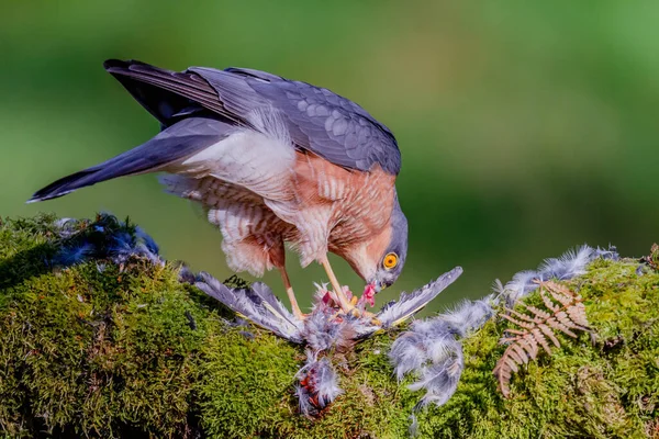 Sparvhök Accipiter Nisus Sittande Plockstolpe Med Bytesdjur Skottland Förenade Kungariket — Stockfoto