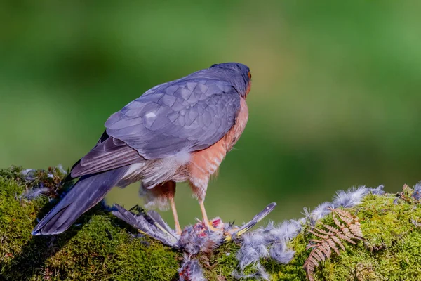 Épervier Accipiter Nisus Perché Assis Sur Piquet Avec Des Proies — Photo