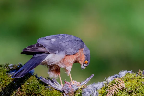 Épervier Accipiter Nisus Perché Assis Sur Piquet Avec Des Proies — Photo