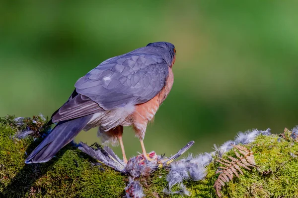 Épervier Accipiter Nisus Perché Assis Sur Piquet Avec Des Proies — Photo