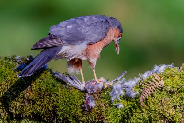 스파르타 Accipiter Nisus 낚싯대에 먹이와 스코틀랜드 — 스톡 사진