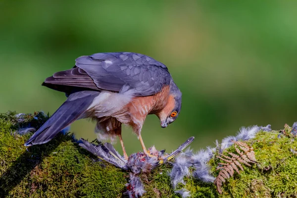 스파르타 Accipiter Nisus 낚싯대에 먹이와 스코틀랜드 — 스톡 사진