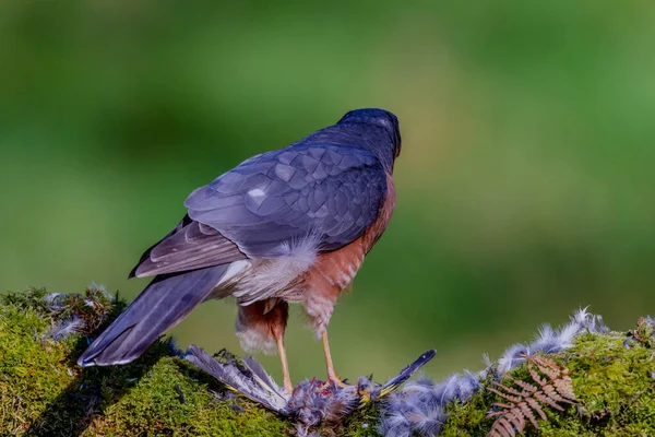 Épervier Accipiter Nisus Perché Assis Sur Piquet Avec Des Proies — Photo