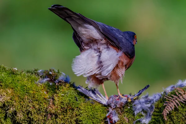 Sparrowhawk Accipiter Nisus Empoleirado Sentado Poste Arrancando Com Presas Escócia — Fotografia de Stock