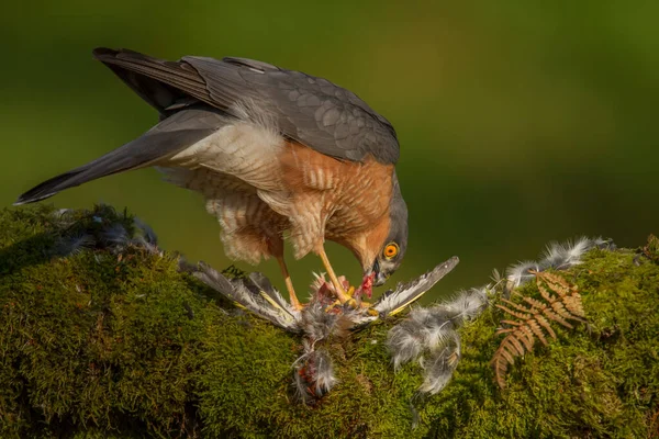 Sparrowhawk Accipiter Nisus Сидів Стовпі Здобиччю Шотландія Велика Британія — стокове фото