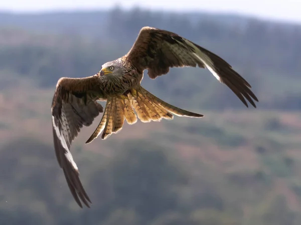 Red Kite Flight Milvus Milvus — Stock Photo, Image