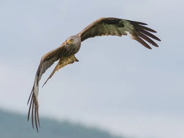 Cerf Volant Rouge Vol Milvus Milvus — Photo