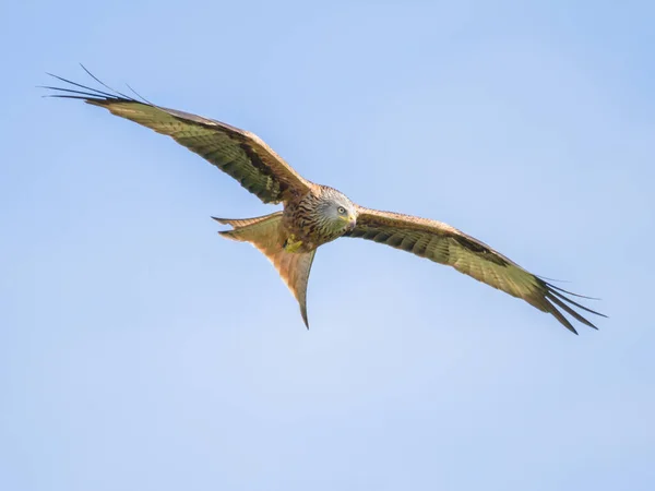 Kite Vermelha Voo Milvus Milvus — Fotografia de Stock