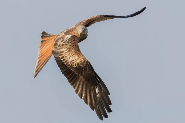 Cerf Volant Rouge Vol Milvus Milvus — Photo