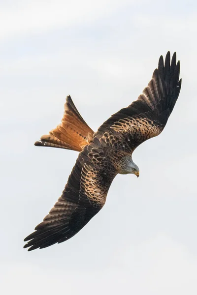 Red Kite Flight Milvus Milvus — Stock Photo, Image