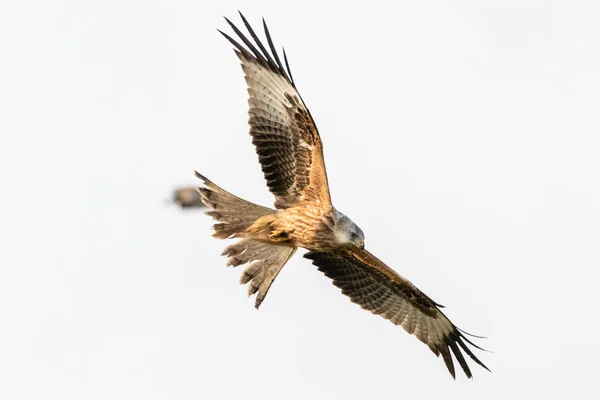 Cerf Volant Rouge Vol Milvus Milvus — Photo