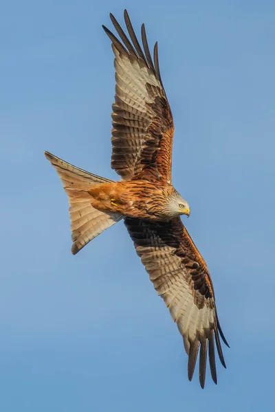 Cerf Volant Rouge Vol Milvus Milvus — Photo