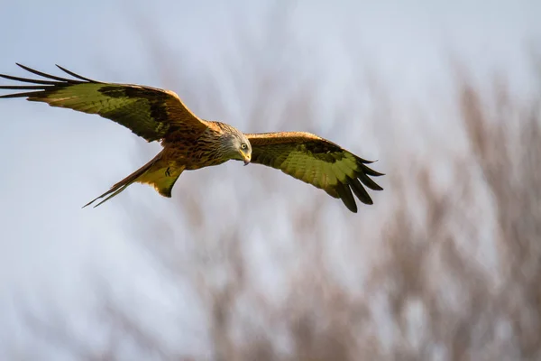 Cerf Volant Rouge Vol Milvus Milvus — Photo