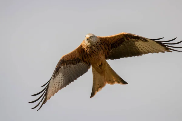 Rotmilan Flug Milvus Milvus — Stockfoto