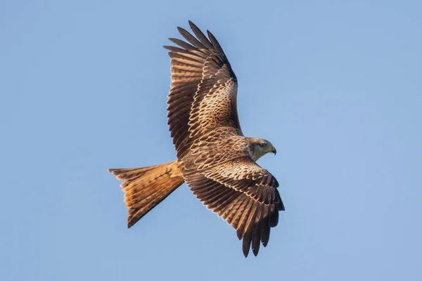 Cerf Volant Rouge Vol Milvus Milvus — Photo