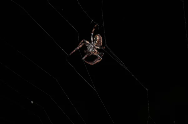 Gros plan de la toile de filature d'araignée d'en bas — Photo