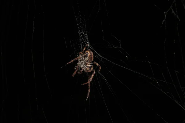 Fotografía de cerca de una araña marrón renovando su telaraña por la noche — Foto de Stock