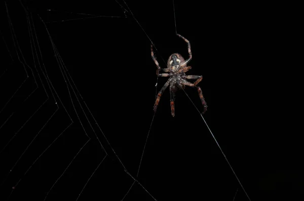 Primer plano de estudio de araña girando una tela sobre un fondo negro — Foto de Stock