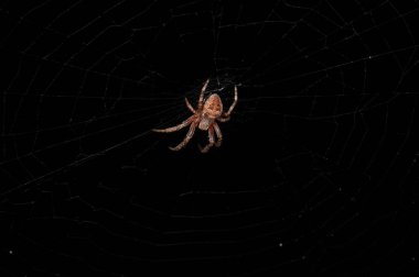 Bir web siyah bir arka plan üzerinde dönen bir orman kahverengi ve kırmızı örümcek arkası Close-up