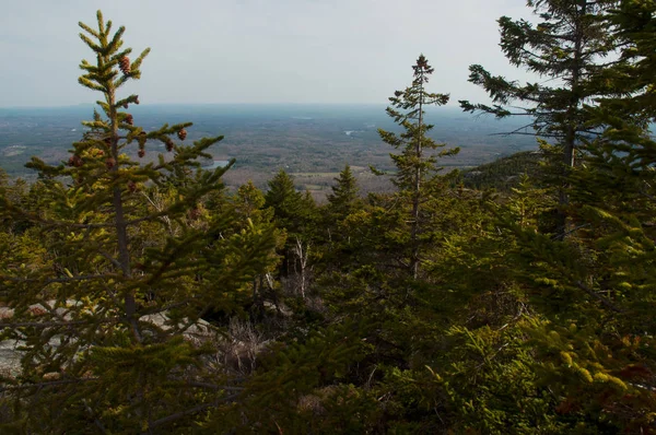 Vue du flanc de montagne à travers les pins d'un beau paysage — Photo