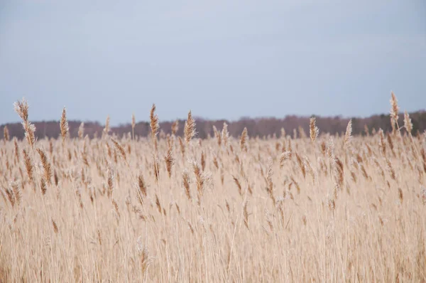 Campo di grano nel vento con una foresta sullo sfondo Foto Stock Royalty Free